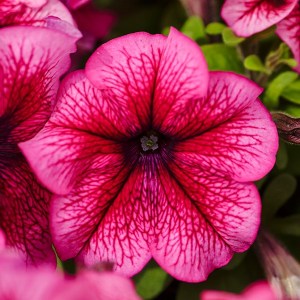 Limbo Plum1